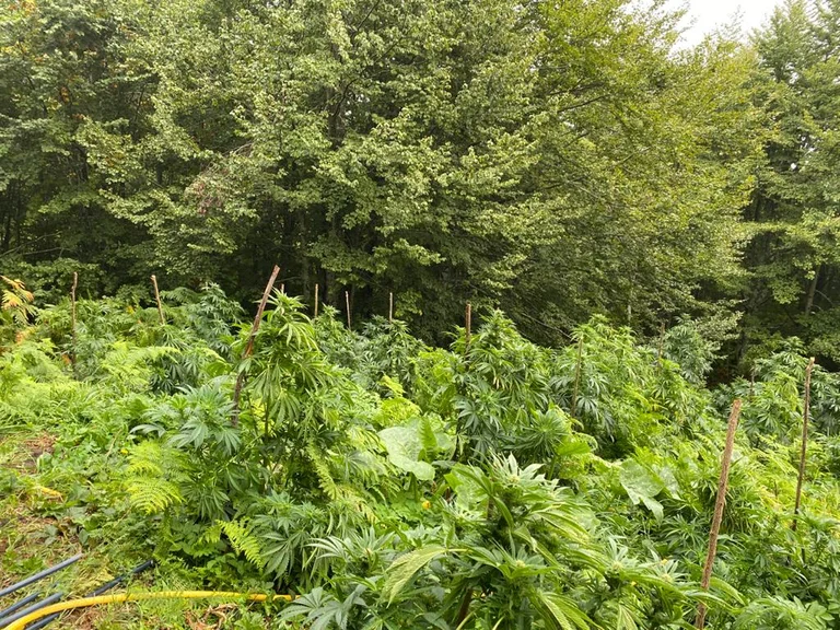 Kosovo police destroy narcotics plantations in Kostare area