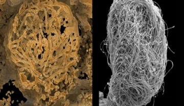 Le plus ancien échantillon de sperme détecté en ambre