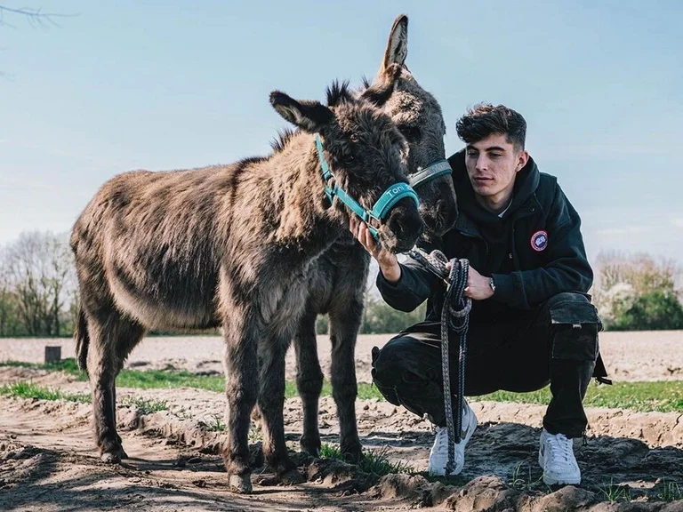 Me encantan los burros, sueño con tener un hogar. Estoy tratando de crear bases para ellos.