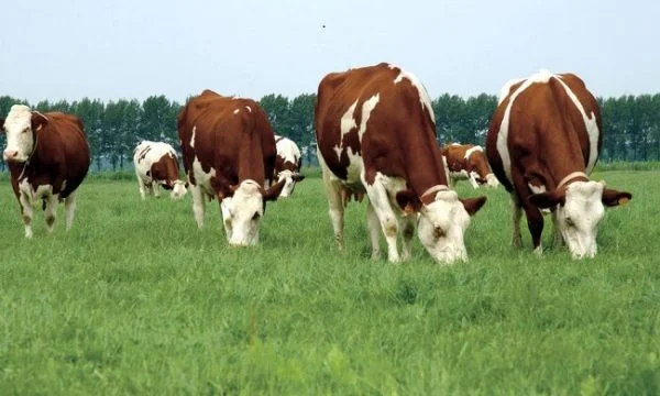 Lo Stato di Burden di Dubrava nelle vacche confiscate di Caracheva