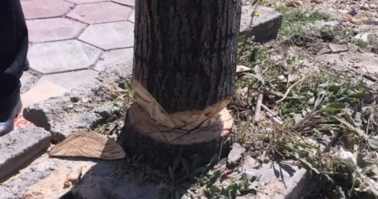Preu lisin, Inspeksioni në Prishtinë e dënon dhe i jep 5 ditë afat për ta mbjellë të riun
