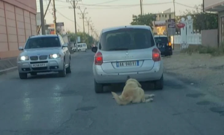 Identifikohet dhe shoqërohet në polici shqiptari nga Durrësi, që me veturë tërhiqte zvarrë qenin