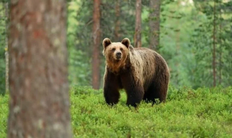 Bear resurfaces in Djindovac, Suhareka (Video)