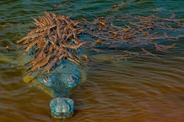 Le rare crocodile tient 100 bébés sur le dos après s'être accouplé 7-8 femelles