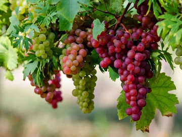 13 Uva rossa Vantaggi per pelle, capelli e salute