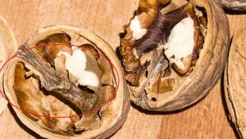 Tè da noci 'conchiglie interne, salvezza per fumatori