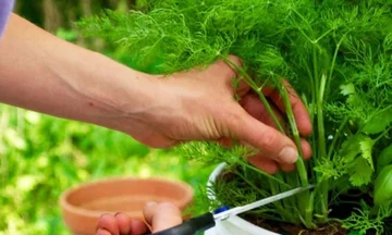 Trattamenti naturali contro l'emozione