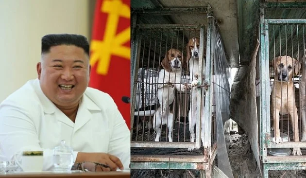 Kim Jong-un commande la livraison de chiens domestiques pour la viande du restaurant