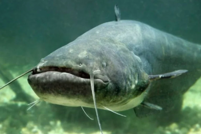 Le monstre de Badovci: Torpedo, la créature la plus effrayante de 30 pieds [5 m]