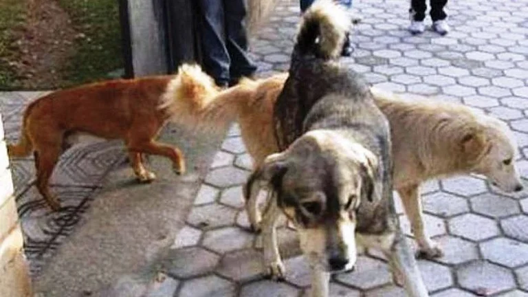 7 Jahre alt Pristina Taukbahce bit von Streuhunde
