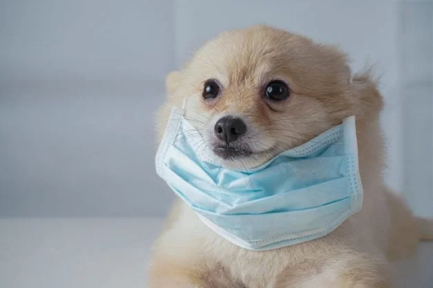 Il primo cane che ha provocato positivo con Ovid 19