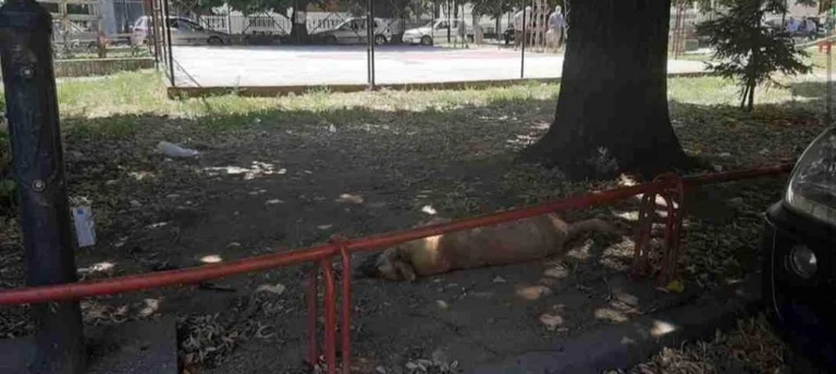 Helmimi mizor i qenve në Parkun e Qytetit të Prishtinës, Policia po e heton rastin
