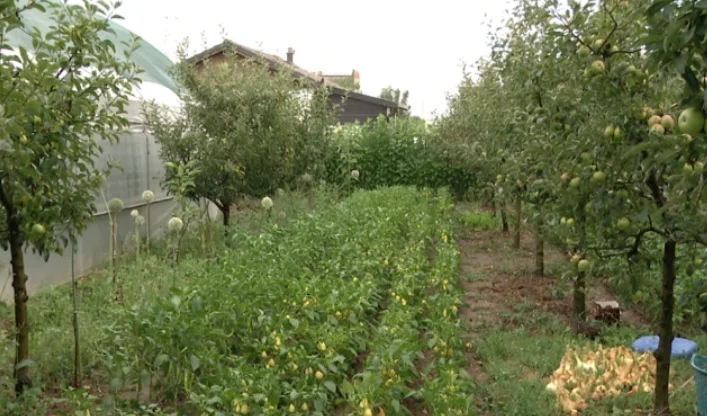 ​Breshëri shkakton dëme në kultura bujqësore, kërkohet fond i veçantë për fermerët