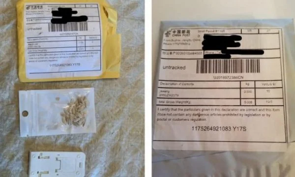 Amerikanët dhe britanikët pranojnë fara misterioze luledielli nga Kina, u vijnë me postë edhe pse nuk i kanë porositur