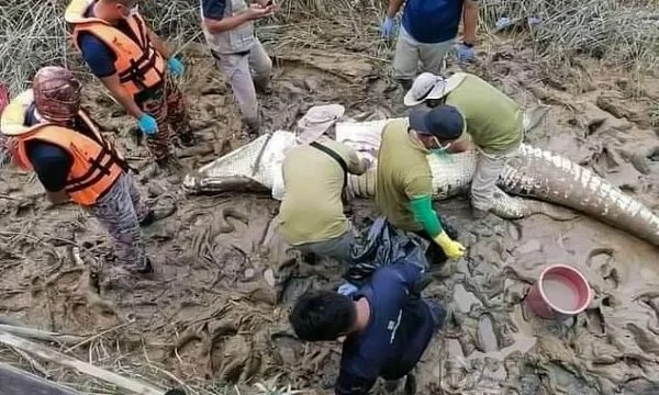 Në barkun e krokodilit gjenden mbetjet e trupit të një 14-vjeçari