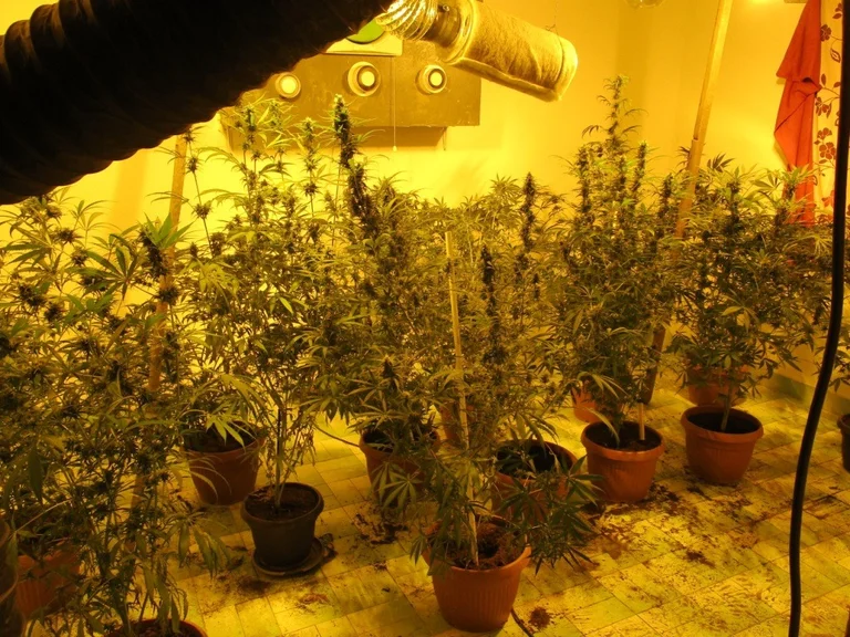 Gjakova, le cannabis cultivé dans le sous-sol de la maison, pris par la police