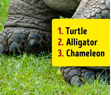 Pouvez-vous savoir quel animal c'est, juste regarder sa jambe ?
