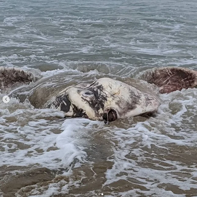 Horrible creatures appear on the beach (Photo)