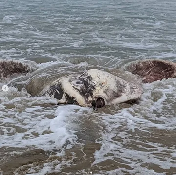 Des créatures horribles apparaissent sur la plage (Photo)