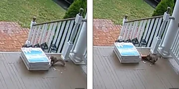 L'écureuil affamé mange la pizza que la famille a commandé pour le déjeuner