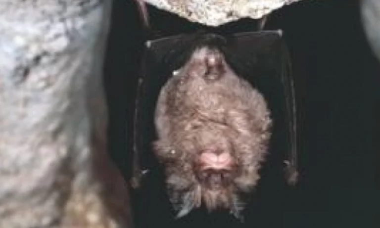 Scientists: David-19 has been in the bats for 70 years.