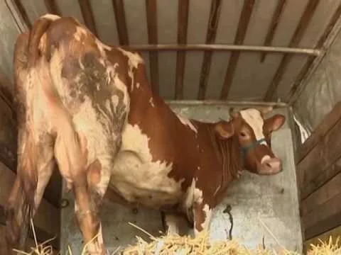 Government does not even allow animal slaughter at home
