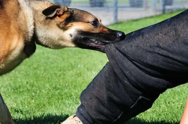 Nove anni è stato morso da cani randagi ieri sera, Shpend Ahmeti reagisce