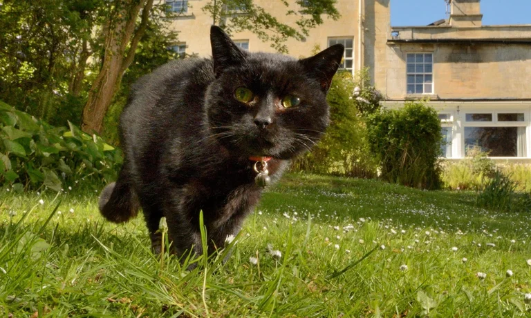 Eine Katze wird auch positiv für Koronar getestet: Bisher gibt es leichte Symptome