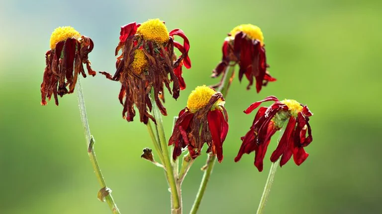 Mit dieser Lösung werden Sie die Blumen speichern, die beginnen, um miter
