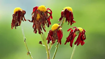 With this solution, you're gonna save the flowers that are starting to wither