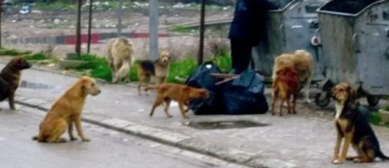 Ndodh edhe kjo në Kosovë, njeriu dhunon seksualisht qenin