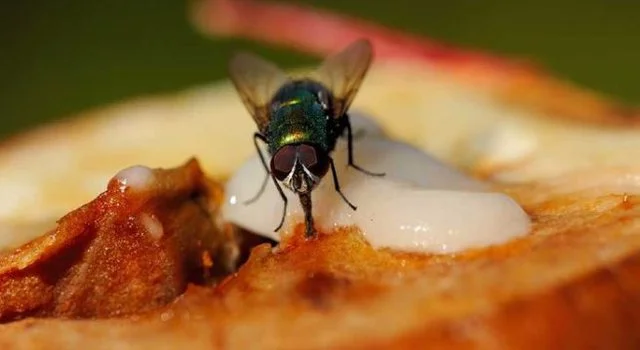 ¿Qué pasa si una mosca toca tu comida? 4 hechos que debes saber