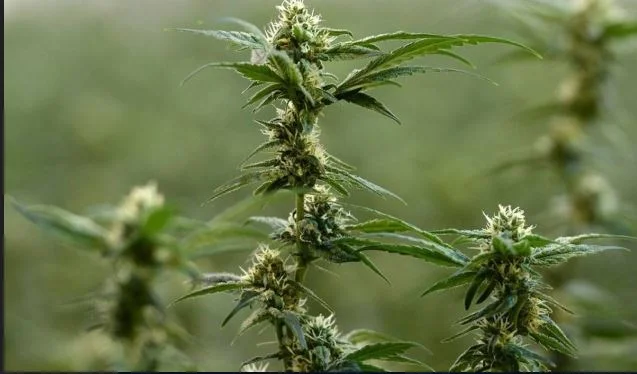 Developing cannabis and sexually exploiting a 17-year-old, 4 arrested in Kruja