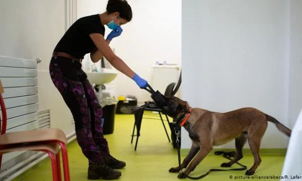 Ejército Alemán entrena perros contra el Coronervirus