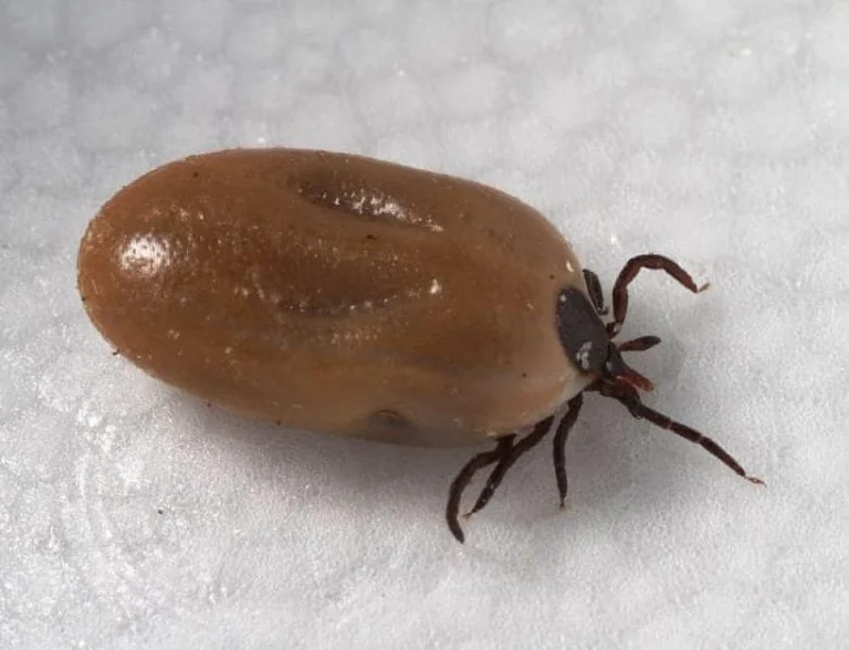 In Kosovo for 5 months 2 080 cases of tick bites