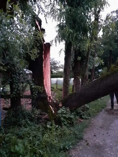 Stuhia mbrëmë çau një lis në Istog