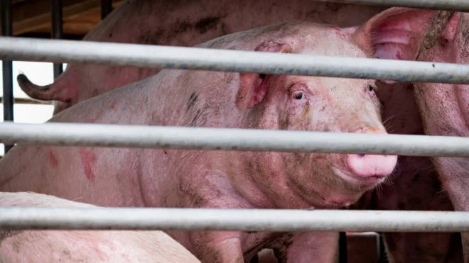Concern: Scientists find a new virus in China with the potential to become pandemic