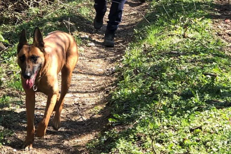 La police du Kosovo ajoutera cinq chiens pour la détection des armes