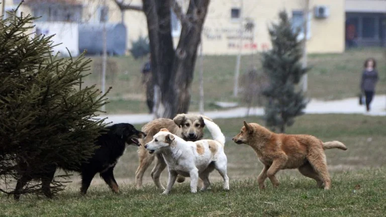 Attaqué par des chiens errants, prenant des blessures corporelles é Pristina municipalité n'a pas examiné la plainte