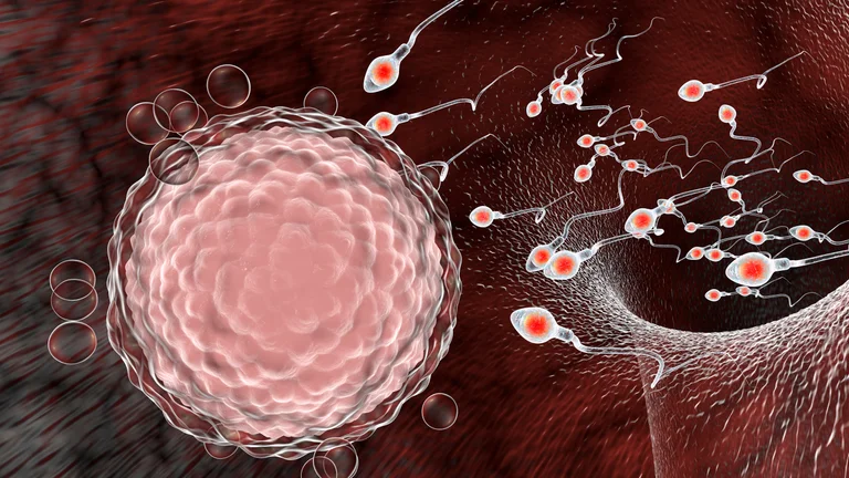 Experts italiens : Le coronervirus entrave la production de sperme et de testostérone