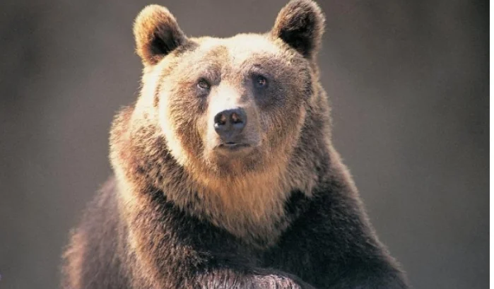 Italia: Orso condannato a morte dopo aver aggredito gli escursionisti