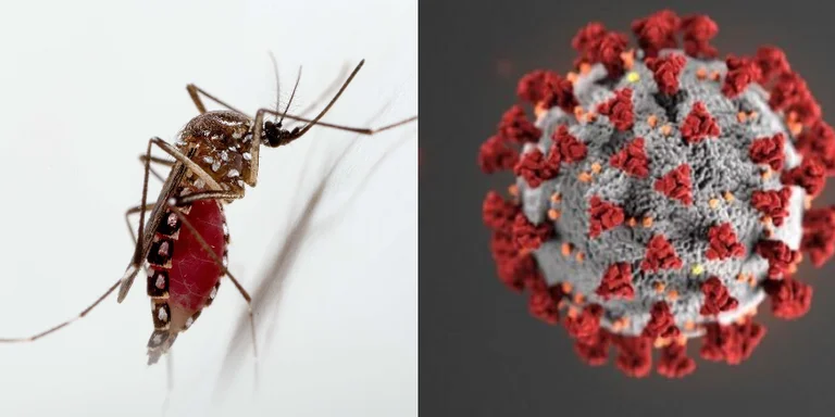 La zanzara può diffondere la coronaria?