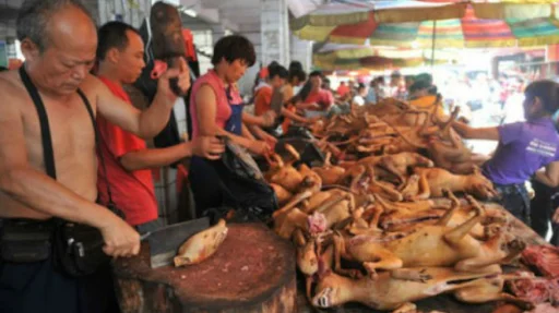 Inhuman and barbarian: China doesn't remember, hosts dog-flesh festival