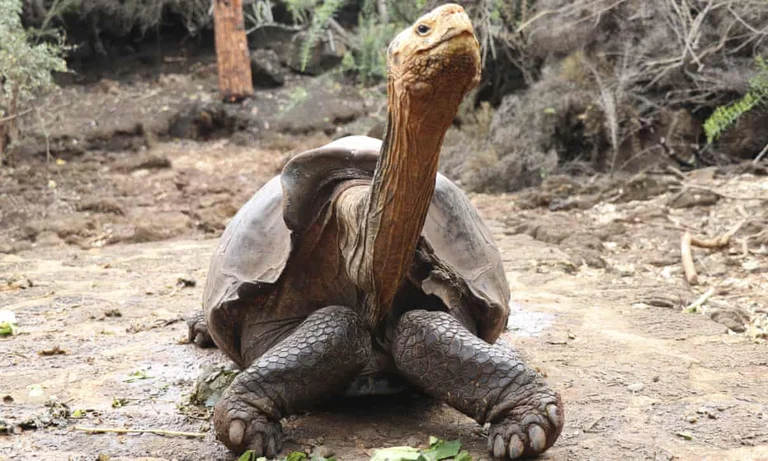 After saving his species from extinction by having sex, the Diego turtle retires