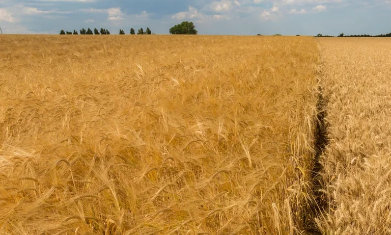 HISTORY: England near the law that allows for change in wheat genes and other agricultural cultures