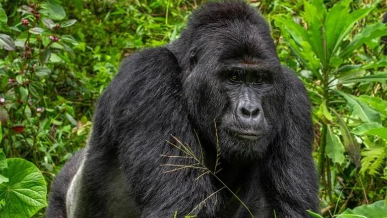 Le gorille le plus aimé du monde tué, les quatre suspects pourraient être emprisonnés éternellement