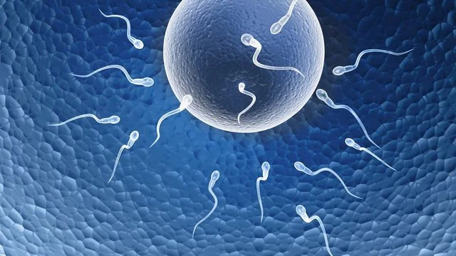 It is not the fault of women who do not get pregnant; Andriologists Explain What Is Happening to Men