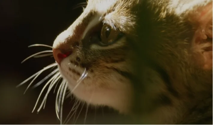 See what the world's smallest cat (Video) looks like