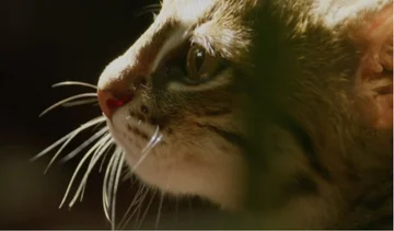 Voir à quoi ressemble le plus petit chat du monde (Vidéo)