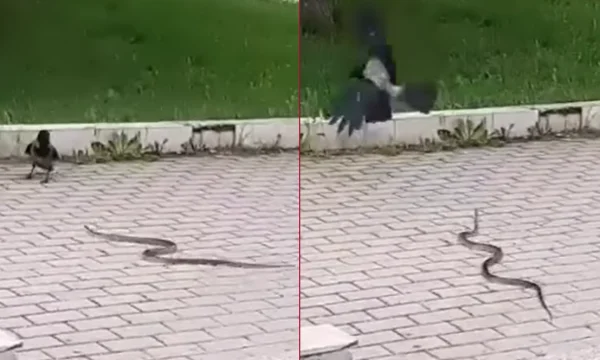 Unlikely duo in mid-Pristina, snake fights crow